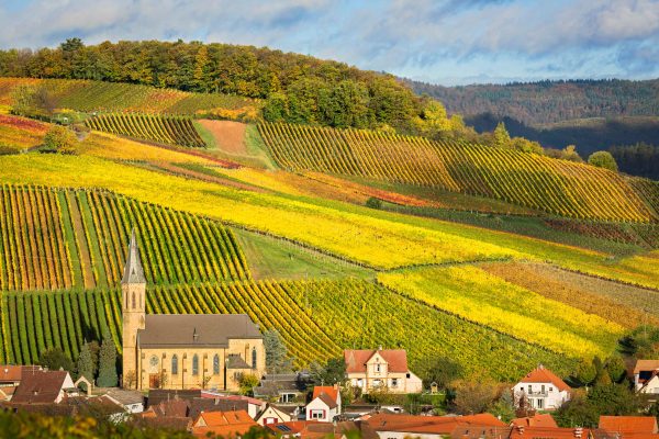 Pfalz Wine Region