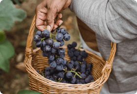 Harvest & Wine